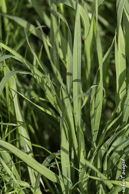 emily renzel wetlands 2026